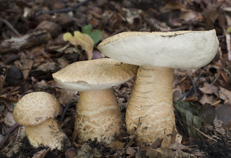 Gyroporus cyanescens